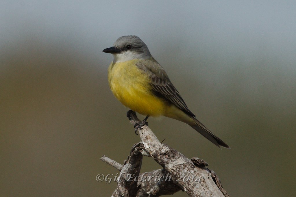 Tropical Kingbird 2014-01-25_6.jpg